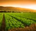 A green row of fresh crops grow on an agricultural farm field in the Salinas Valley, California USA